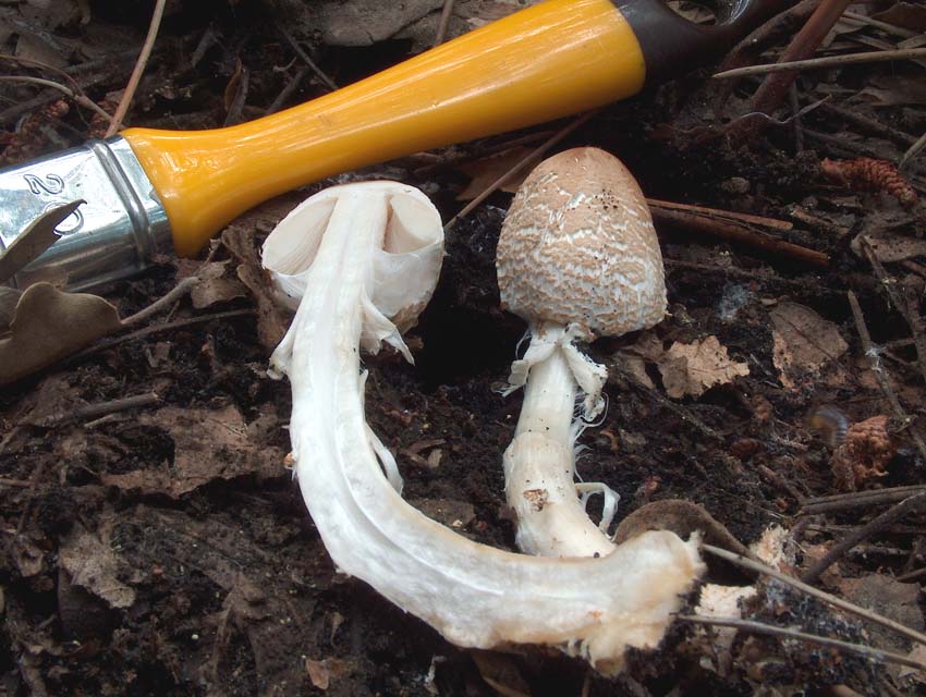 Lepiota ignivolvata